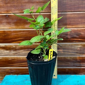 Big Daddy Blackberry Plant – Giant, Juicy Berries!