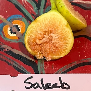 Saleeb Capri Fig Cuttings | UCR 271-1 | Rare Male Fig for Pollination & Breeding | Persistent Caprifig | 3 Unrooted Cuttings