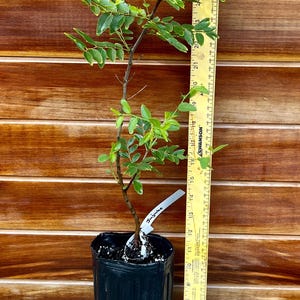 Jujube Seedling for Sale – Fast-Growing, Hardy Fruit Tree