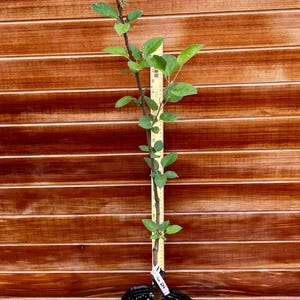 Fox Heirloom Apple Tree – Crisp Flavor, Compact Size