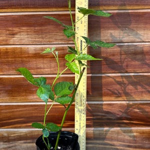 Apache Thornless Blackberry – Large, Sweet Berries | Live Fruit Plant for Zones 6–9