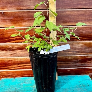 Trader Mulberry Plant – Hardy, Fast-Growing Fruit Tree | Sweet Black Fruit for Zones 6–10