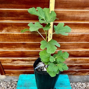 Large Alma Fig Tree – Live Plant | Sweet Honey Dessert Fig | Cold Hardy Zones 7–9