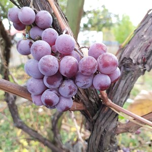 Canadice Seedless Grape Vine Dormant Bareroot Plant