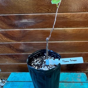 Flame Red Seedless Grape Vine – Live Plant for Backyard Growing, Sweet Crisp Fruit, Easy to Grow, Hardy Zones 6-9