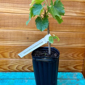 Potted Himrod Grapevine – Sweet, Seedless & Easy to Grow!