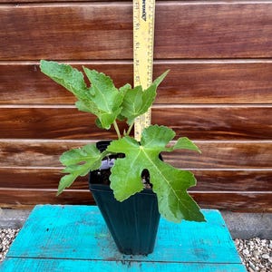 Maltese Beauty Fig Tree | Sweet & Rich Flavor | Mid-Season Ripening | Zones 7-10