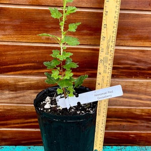 Hinnomaki Red Gooseberry – Cold-Hardy, Sweet-Tart Fruit Bush – Zones 3–8