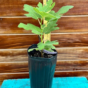 Sicily Fig Tree – Sweet, Hardy Variety with Purple Skin | Live Plant for Zones 7–10