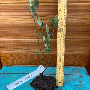 2 Chandler Blueberry Plants – Largest Berry Variety – Live Fruit Bush for Home Garden – Sweet, Juicy, High Yield – Grows in Zones 4–7