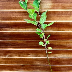 American Beauty Apple Tree – Heirloom Flavor, Crimson Color