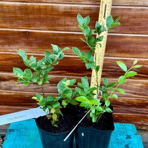 2 Pack -Duke Blueberry Plants – Early Season, Cold Hardy, Heavy Producer – Live Plant for Garden or Patio