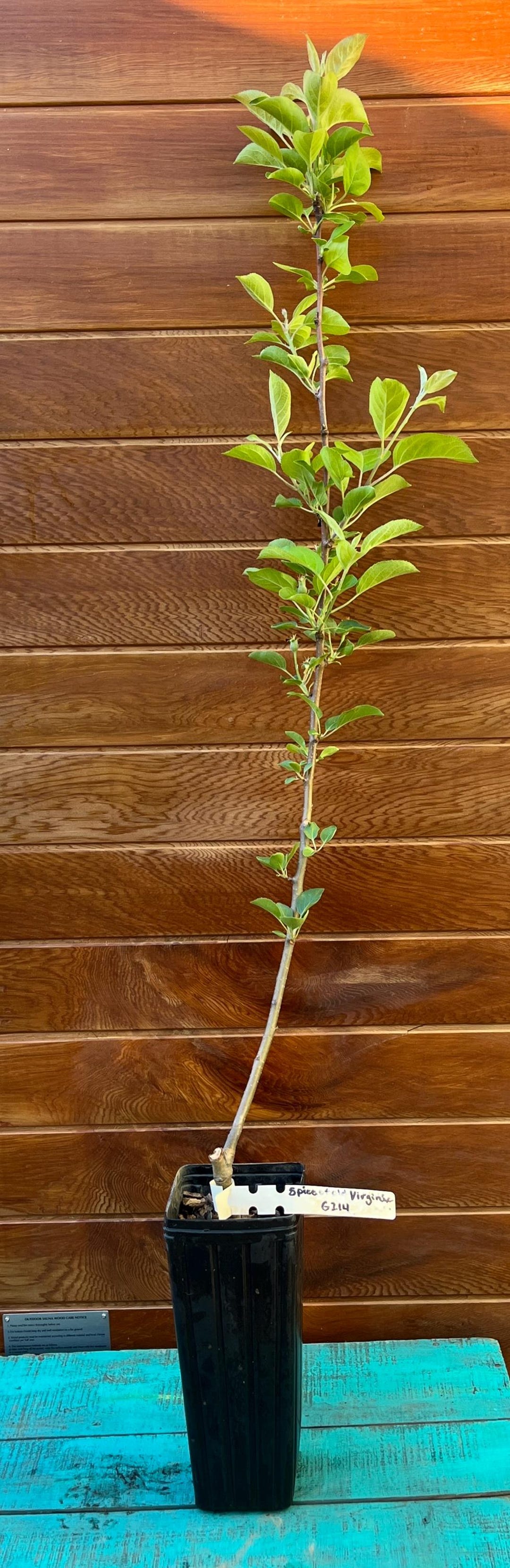 Virginia Apple Tree Spice of Old Virginia Heirloom Apple Tree – Cold Hardy, Sweet & Spicy ...