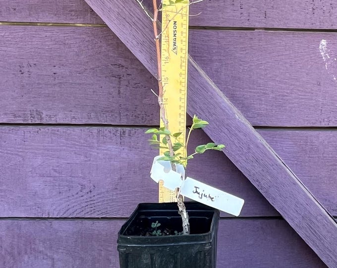 Jujube Seedling for Sale – Fast-growing, Hardy Fruit Tree - Etsy