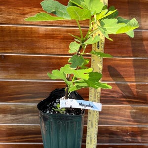 Magnolia Fig Tree – Cold Hardy, Sweet Fruit, Fast Growing – Live Edible Plant