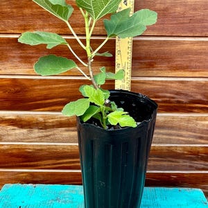 Alma Fig Tree – Live Plant | Sweet Honey Dessert Fig | Cold Hardy Zones 7–9