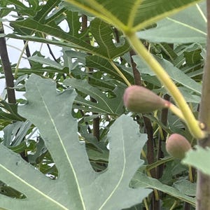 May include: A fig tree branch featuring large, deeply lobed, matte green leaves with prominent light green veins. Two small, immature, teardrop-shaped figs with a light purple and green hue are attached to the woody stem by thin stalks.