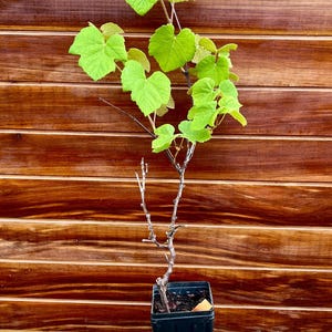 Live Mars Blue Seedless Grape Vine – Blue Table Grapes for Juice, Jam & Fresh Eating