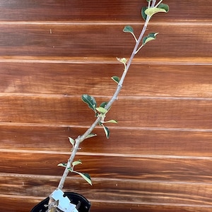 Yankee Sweet Apple Tree on G214 Rootstock – Cold Hardy, Disease Resistant – Live Fruit Tree for Sale