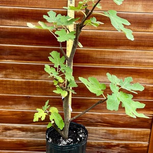 Magnolia Fig Tree – Cold Hardy, Sweet Fruit, Fast Growing – Live Edible Plant