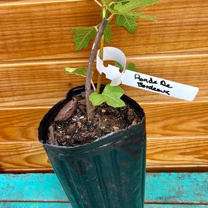 Ronde de Bordeaux Fig Tree – Fast Growing, Cold Hardy, Sweet Early Figs – Live Plant for Sale