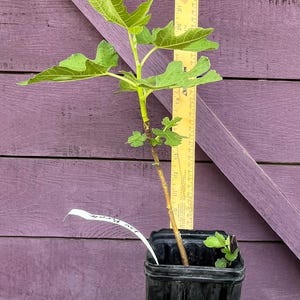May include: A young fig tree sapling in a black plastic pot, with large green leaves and a ruler for scale. The plant is against a purple wooden background. A white tag is attached to the pot.