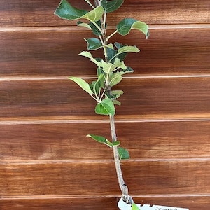 Summer Rose Heirloom Apple Tree – Sweet, Floral Early-Season | Zones 5–8 | Ready to Plant