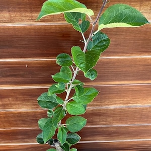 Yankee Sweet Apple Tree on G214 Rootstock – Cold Hardy, Disease Resistant – Live Fruit Tree for Sale
