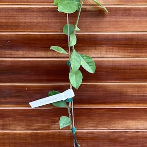 Marrs Sweet Orange Tree – Low Acid, Juicy Citrus, Indoor/Outdoor, Easy Grower, Live Citrus Plant