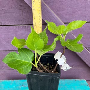 May include: A small fig tree in a black plastic pot. The tree has large, bright green leaves and a brown stem. A yellow ruler is placed next to the plant. The plant is on a blue surface with a purple background.