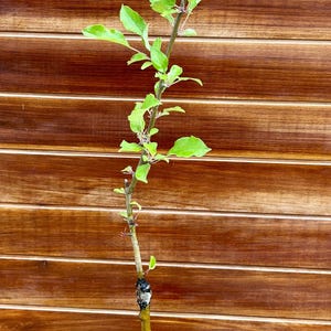 Burgundy Apple Tree – Early Season, Crisp & Juicy Red Apples