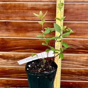 Blizzard Honeyberry Plant – Early Ripening, Cold Hardy, Live Plant – Zones 3–7