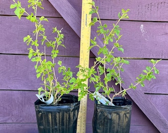 2 Pack Trader Mulberry Plant – Hardy, Fast-Growing Fruit Tree | Sweet Black Fruit for Zones 6–10