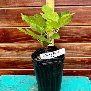 Socorro Black Fig Tree – Honey-Sweet Flavor | Dark Skin | Rare Variety from New Mexico