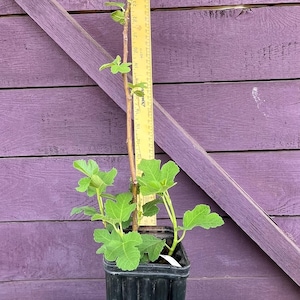 May include: A young fig tree in a black plastic pot, with vibrant green leaves and a brown stem. A yellow ruler stands next to the plant, and the background is a purple wooden wall.