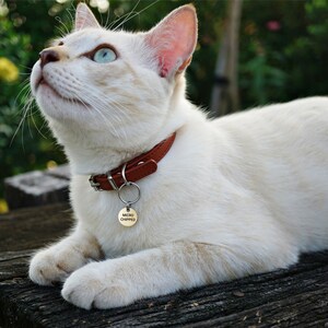 Peut inclure: Un chat blanc portant un collier en cuir marron avec une &eacute;tiquette ronde en argent qui indique "MICRO CHIPPED".