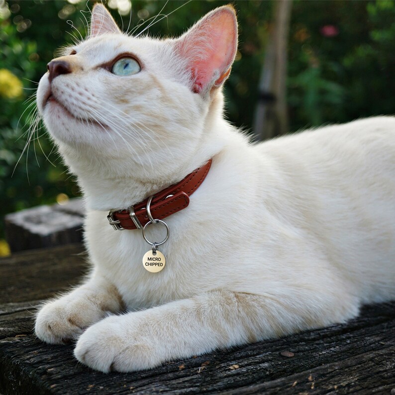 Peut inclure: Un chat blanc portant un collier en cuir marron avec une &eacute;tiquette ronde en argent qui indique "MICRO CHIPPED".