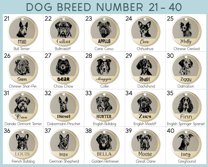 May include: A chart with illustrations of 20 different dog breeds, numbered 21 through 40. Each breed is shown with a dog's head and neck, and the name of the breed is listed below the image. The chart is on a light brown background with a gold border.