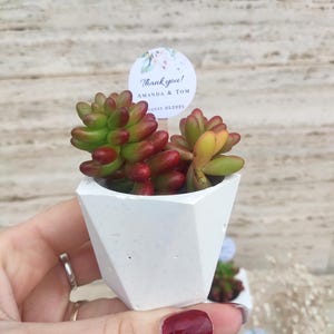 Juego de 50 macetas personalizadas para recuerdos de boda para invitados, regalos de agradecimiento para invitados al por mayor, maceta blanca para suculentas al por mayor, regalo personalizado