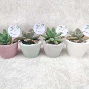 Personalized Wedding Favors, Succulent Pot Bulk, Concrete Planters,  Wedding Favors Pot, Wedding Favors Succulent Pot, Mini Succulent Pots