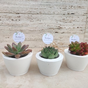 Personalized Wedding favors for guest, Succulent pot bulk, Concrete planters,  Wedding favors pot, Wedding favors succulent pots, Favors