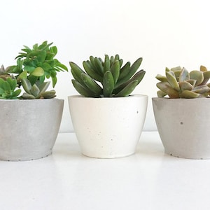 Wedding favor for guest in bulk l Succulent Planter l Plant Pot | Party Favors, Mini concrete pot, White pot,Gift for guests, set of 50