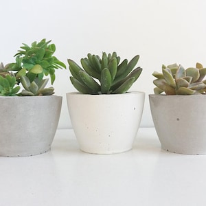 Wedding favors for guest, Succulent pot bulk, Concrete planters,  Wedding favors pot, Wedding favors succulent pots, Bridal Favors