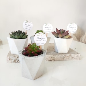 Personalized mini pot, Wedding favors for guest in bulk, Wedding favors pots, Wedding favors succulent planters, Bridal Favors, Mini pot