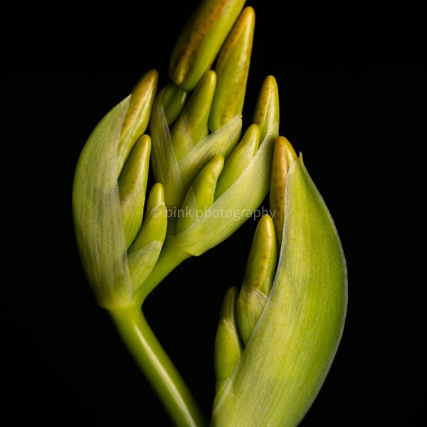 Closed Blackberry Lily Photo