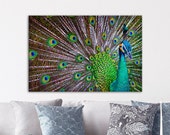 Peacock, animal, bird, colour, color, vibrant, photography, print for home or office decor, art print, assorted sizes, fine art, home decor