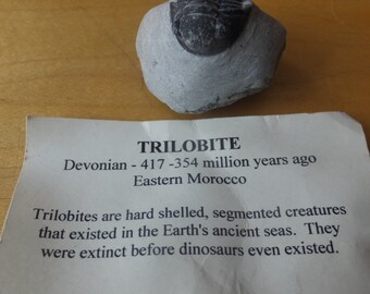 Trilobite 354 million years ago Morocco