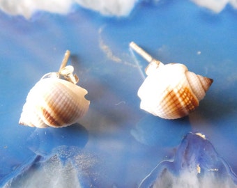 Beautiful Organic Shell Stud Earrings
