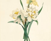 Narcissus art print Vintage botanical prints garden wall art home decor wall art French prints antique print Victorian art flower wall art