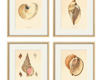 Sea shell print Beach decor art nautical print Natural History | Etsy